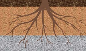 Illustration of tree roots growing downward through layers in the soil.